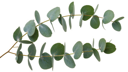 Isolated fresh eucalyptus branches with natural green leaves for elegant botanical decor © Cian