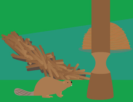 A vector art of a beaver building his beaver dam that helps the environment. 