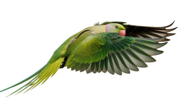 Isolated beautiful green parrot in flight with wings spread and long tail feathers