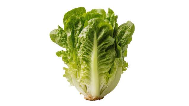 Isolated fresh crisp green romaine lettuce head, organic healthy vegetable ready for salad