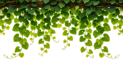 Isolated climbing plant with lush green heart shaped leaves hanging downwards on a natural vine © Cian