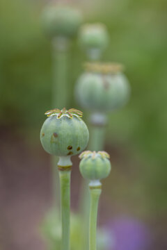 Green poppy seed pods growing in nature