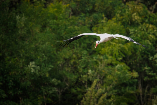 Cigogne en vol sur fonds de feuillage