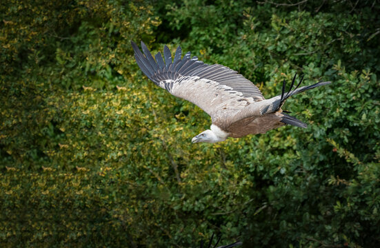 vautour en vol