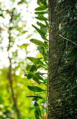 Fototapeta premium Green Fern Leaves Growing on Mossy Tree Trunk in Tropical Forest. Close up of vibrant green fern leaves growing and climbing on a textured mossy tree trunk in a lush tropical forest with 