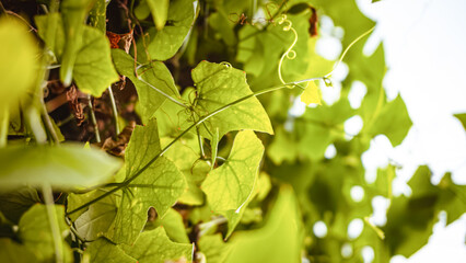 Sunlit Green Vine Leaves with Tendrils Growing in Garden. Close up of sunlit green vine leaves with curling tendrils growing and climbing, abstract natural background with soft bokeh ligh © Dery