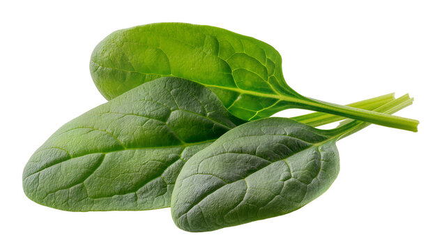 Isolated fresh vibrant green baby spinach leaves arranged naturally showing textured veins and stems