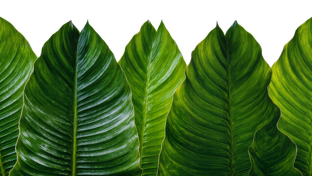Isolated multiple fresh vibrant green tropical plant leaves showcasing striking natural patterns