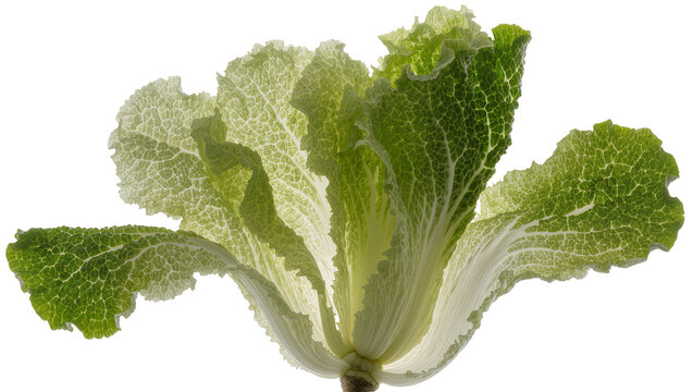 Isolated fresh organic green healthy cabbage with translucent detailed textured leaves