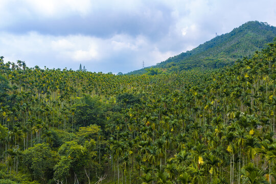 Aerial view of a dense betel nut palm plantation covering the rolling hills under a cloudy sky in Shuilin Township, Yunlin County, Taiwan.