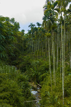 Aerial view of a lush forest with tall betel nut palm trees and a small stream flowing through dense vegetation in Shuilin Township, Yunlin County, Taiwan.