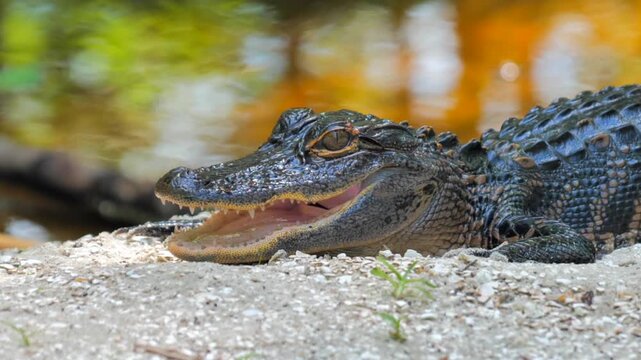 Caiman, crocodile, lizard yawning, showing its fangs and resting on the edge of the mangrove.