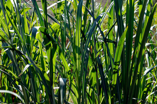 Green coloniao grass panicum maximum forage plant for cattle feeding and natural crafts