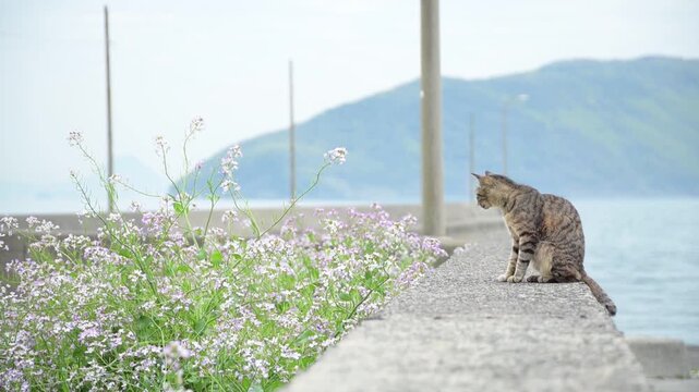 ハマダイコンの花が咲く佐柳島でくつろぐキジトラ猫 （香川県仲多度郡多度津町, 2026年4月）