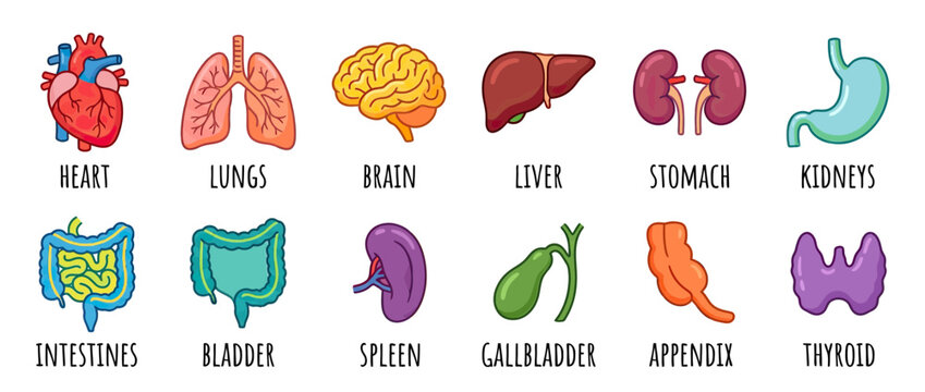 Human Body Organs Cartoon Set