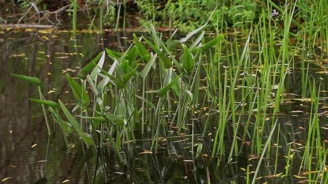 Marsh reeds in a wetland pond with natural reflections, aquatic vegetation, and a tranquil freshwater habitat.
