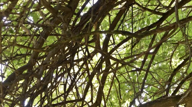 A dense weave of branches and vines forms a natural lattice overhead, filtering sunlight through layers of green leaves and creating a mesmerizing pattern of light and shadow.