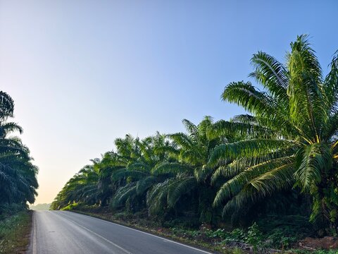 oil palm plantations on the edge of asphalt roads
