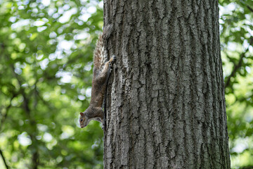 Obraz premium The Central Park Squirrel 2