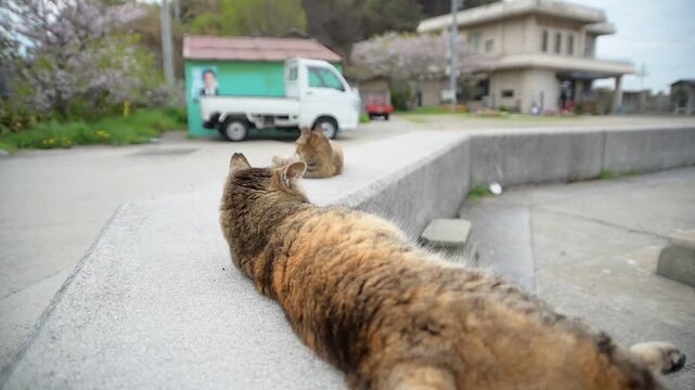 桜咲く男木港でくつろぐキジトラ猫 （香川県高松市男木町, 2026年4月）