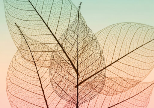 Transparent skeleton leaves with intricate vein patterns overlap in soft pastel colors create delicate natural texture background for design.