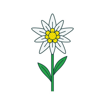 Edelweiss flower vector icon illustration, alpine plant symbol design