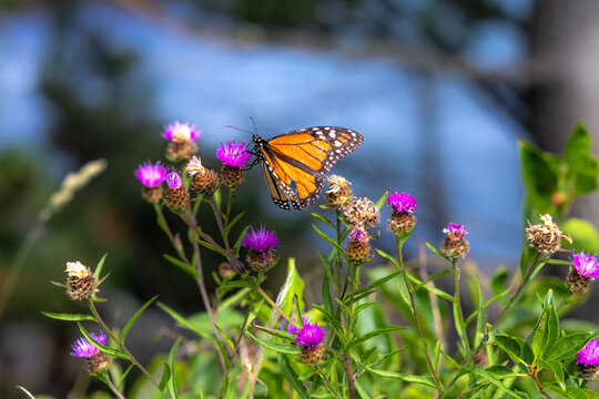 Monarch Butterfly in New England Summer 
