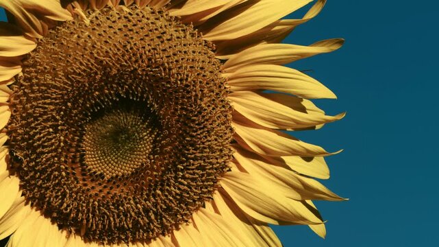 Tokyo,Japan - July 29, 2026: Closeup of ray flowers and disk florets of sunflower illuminated with the Morning sun