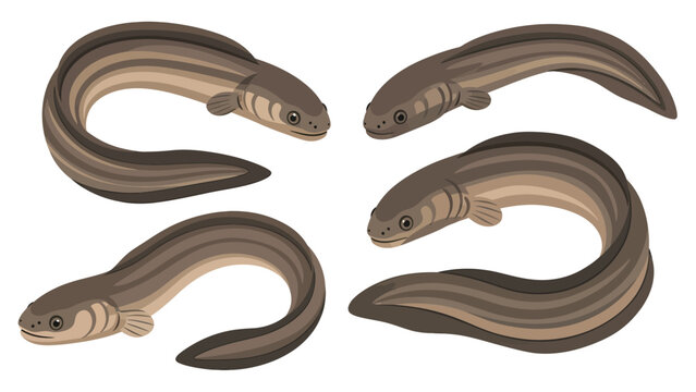 Four illustrations of a lamprey eel in different poses, isolated on a white background.