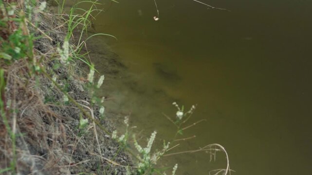 Wild freshwater turtle resting near a muddy river bank, then turning around and diving into murky green pond water, kicking up silt in its natural habitat.