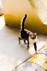 Calico cat walking on a speed bump outdoors © Jaman