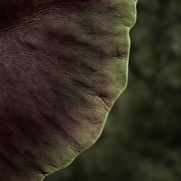 Macro Elephant Ear Texture in Wine Olive Tones for Wildlife Concept