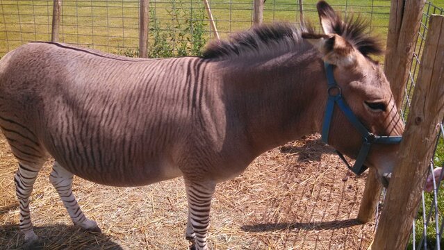 Zonkey/Zedonk eating hay, 

