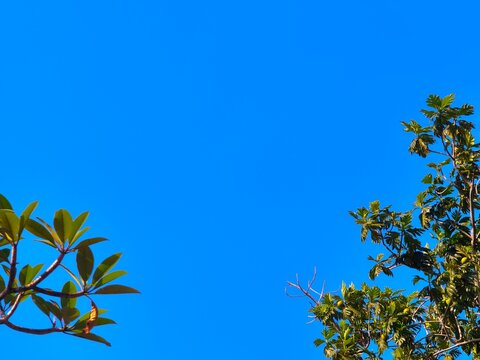 Green Leaves and Branches Against Clear Blue Sky