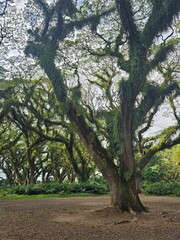 Fototapeta premium a lush green forest of ancient, moss-covered rain trees with spreading canopies, resembling a mystical fairytale woodland in Indonesia.