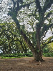 Obraz premium a lush green forest of ancient, moss-covered rain trees with spreading canopies, resembling a mystical fairytale woodland in Indonesia.