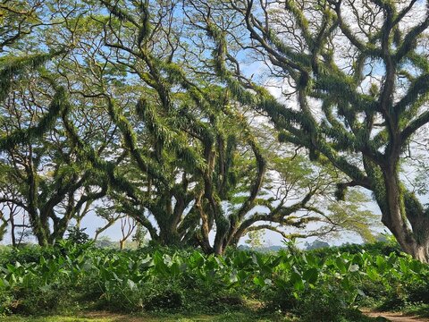 a lush green forest of ancient, moss-covered rain trees with spreading canopies, resembling a mystical fairytale woodland in Indonesia.