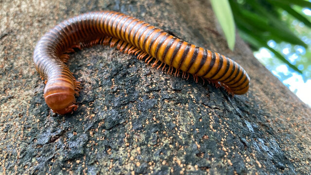 Giant millipedes crawl on trees, are scavengers in tropical ecosystems, and their excrement is rich in fertilizer that enriches the soil.