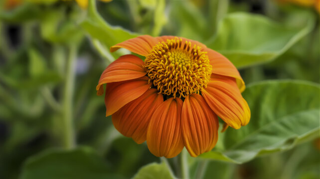 Close-up macro photograph of a vibrant orange Tithonia rotundifolia flower blooming in a lush garden