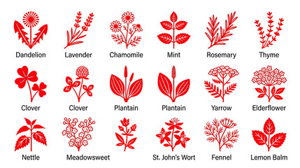 Herbal Remedies Collection: Botanical Illustrations © Duki