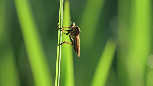 Tokyo, Japan - July 29, 2026: Closeup of a green-eyed robber fly