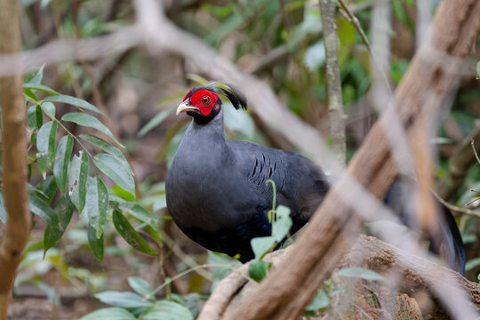 Dark Siamese Fireback pheasant with red facial skin and a small crest perched among forest branches and leaves, blending into the woodland undergrowth.