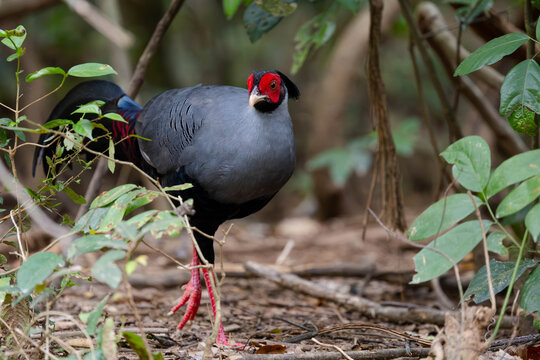 Wild Siamese fireback with grey plumage and red facial skin stands on a forest floor among leaves and twigs, alert in dense undergrowth of its natural habitat.