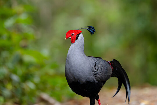 Siamese Fireback pheasant with red face and black crest standing on a forest floor, side profile against soft green bokeh. Wild bird portrait showcasing detailed plumage in natural habitat.