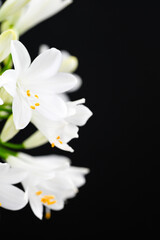 Obraz premium White Agapanthus Flower on Black Background