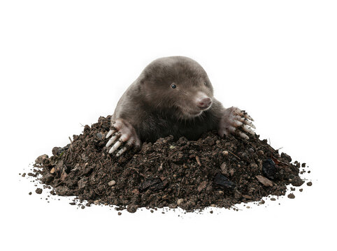 A small brown mole emerging from a pile of dark garden soil