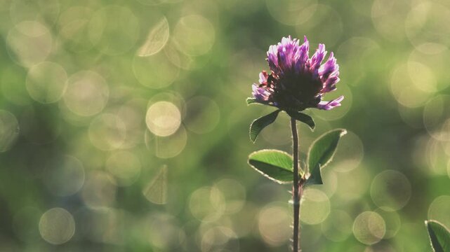 Tokyo, Japan - July 29, 2026: Closeup of a red clover flower on wet grass background
