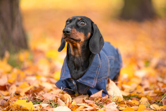  Black and tan dachshund dog in a denim jacket posing among bright fallen foliage between trees against a blurred golden autumn forest, cozy seasonal pet moment.