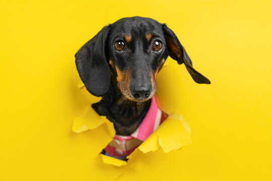  Black dachshund dog in pink shirt breaking through torn yellow paper hole with funny face and flipped ear, naughty pet teasing through bright background, comic humor concept for banner.