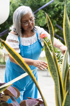 Senior woman gardening, tending plants in outdoor garden